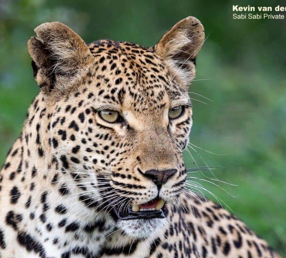 18Kevin Van Der Linde Ntsumi 24122019 2 Final 18Kevin Van Der Linde Ntsumi 24122019 2 Final