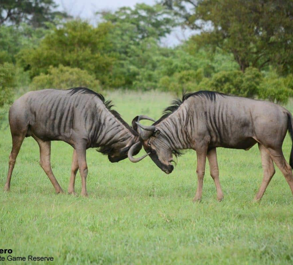 18Ronald Mutero Wildbeest 02012020  20 Final 18Ronald Mutero Wildbeest 02012020  20 Final