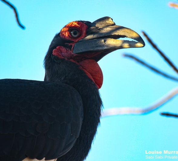 06Louise Murray Hornbill 14072020 3 Final 06Louise Murray Hornbill 14072020 3 Final
