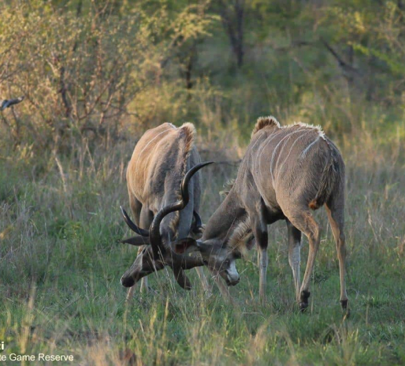 09Marco Vietti Kudu Bulls 251020 Final 09Marco Vietti Kudu Bulls 251020 Final