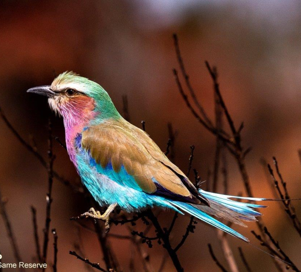 A07Ronald Mutero Lilac Breasted Roller 05062021 7 Final A07Ronald Mutero Lilac Breasted Roller 05062021 7 Final