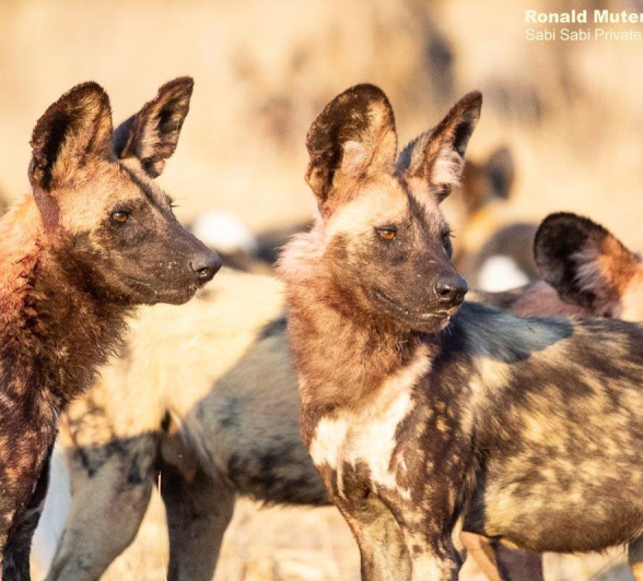 A07ronald Mutero Wilddogs 26092021 3 Final A07ronald Mutero Wilddogs 26092021 3 Final