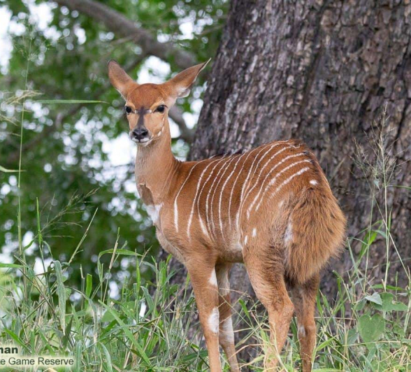 13Greg Heasman Nyala 04042020 Final