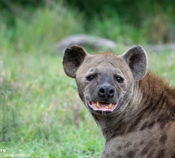 a27ronald-mutero-styx-and-hyena-13112022-final.jpg A27ronald Mutero Styx And Hyena 13112022 Final