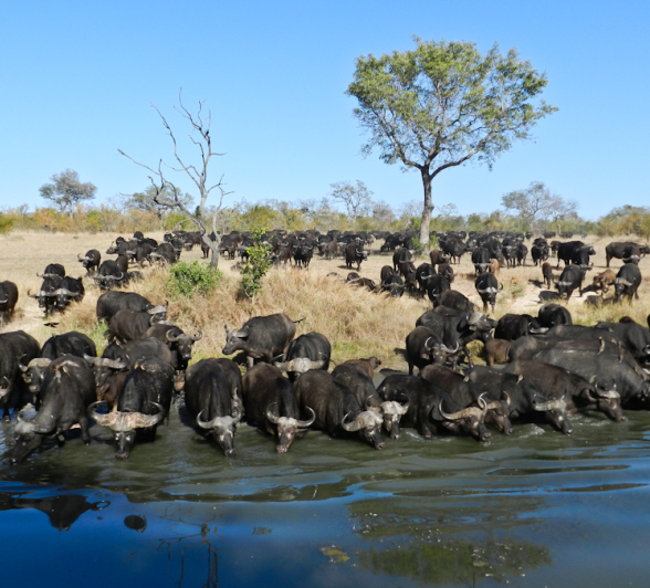 Buffalo Herd 2 Buffalo Herd 2
