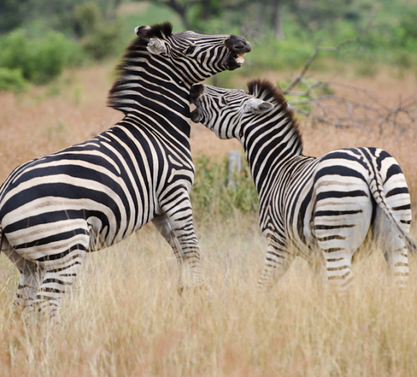 Zebra Fight 4 Zebra Fight 4