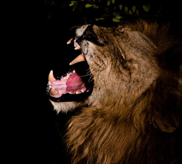 KNP 1 KNP 1