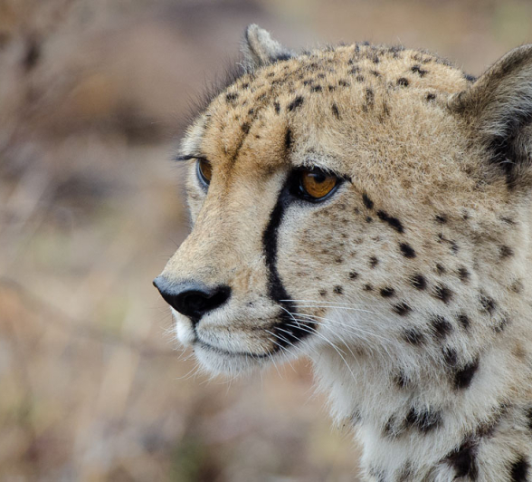 Mike L Cheetah 4 Mike L Cheetah 4