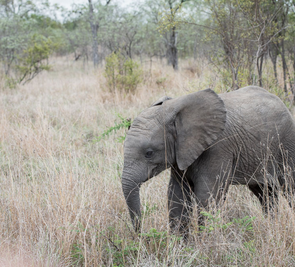 Mike Palmer Ellies 2 Mike Palmer Ellies 2