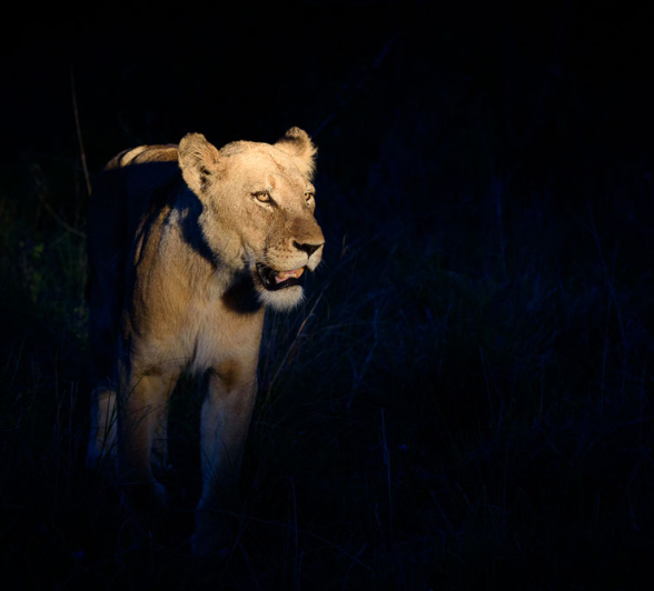 Mike Palmer SP Lioness Cub