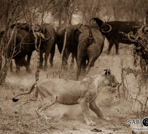 17Terry Ennever Lion Buffalo 16 Final 17Terry Ennever Lion Buffalo 16 Final