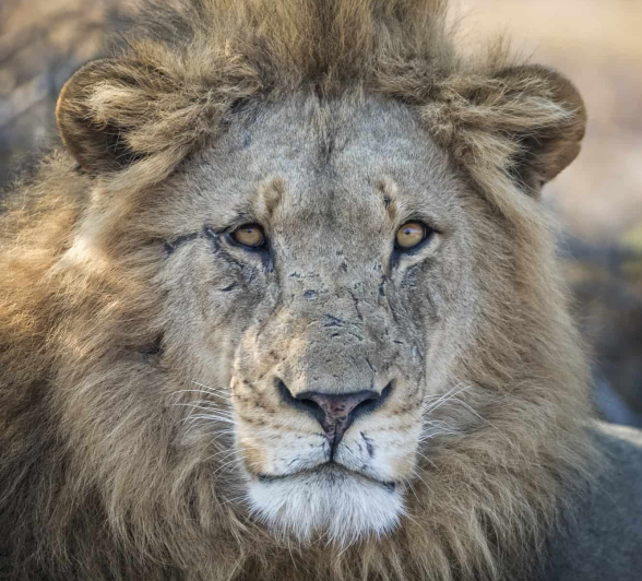 13 Photo Francois Malan Avoca 2018821 1 Of 3