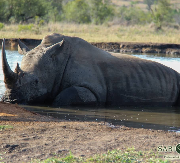 08Louise Murray Rhino Friday 3 Final