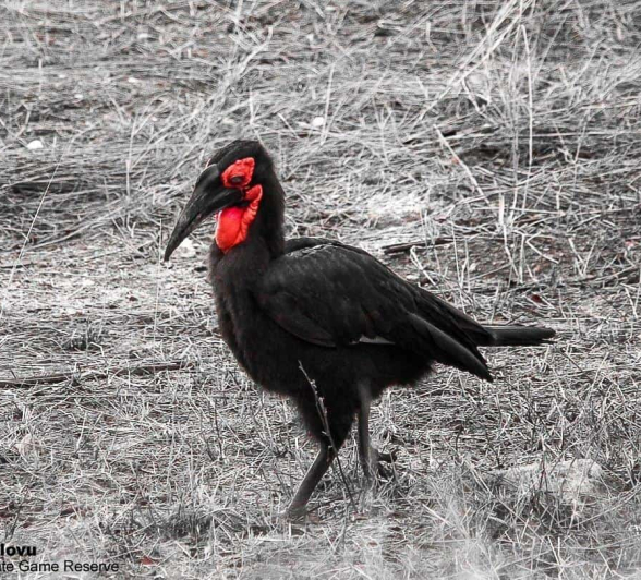 51andries Ndlovu Ground Hornbill Bw Edit 131119 Final 51andries Ndlovu Ground Hornbill Bw Edit 131119 Final