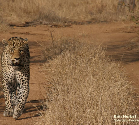26Erin Herbst Nweti 280820 FINAL