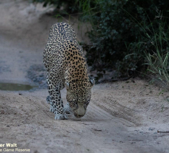 31Tyron Van Der Walt Nweti 260221 1  FINAL