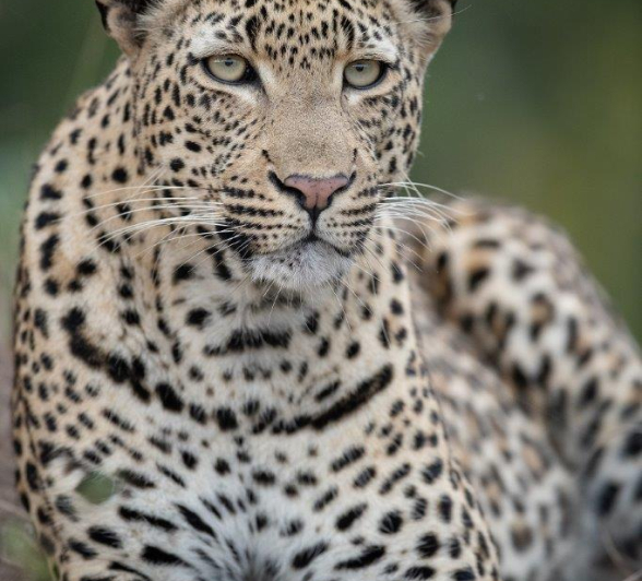 13Tyron Van Der Walt Finfoot Female 070521 Portrait 2 Final