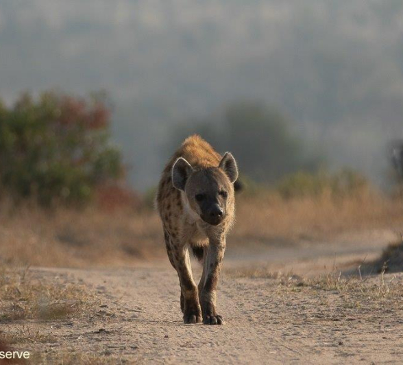 12Tyron Van Der Walt Hyena 170721 2 Final