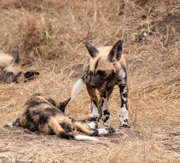 A12andries Wilddogs Blog 1 Final A12andries Wilddogs Blog 1 Final