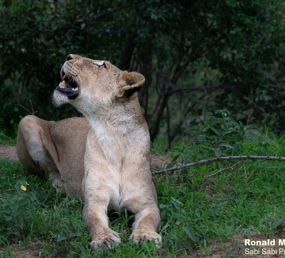 A17ronald Mutero Nwash And Khamula Female 2 Final A17ronald Mutero Nwash And Khamula Female 2 Final