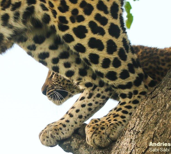 16andries Leopard.cub 11 Final 16andries Leopard.cub 11 Final