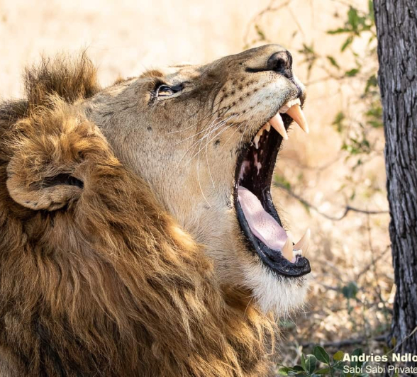 C04andries Lions.gijima Blog 1 Final C04andries Lions.gijima Blog 1 Final