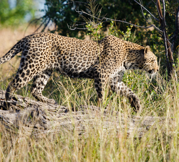 Leopards Mating At LBC 2 Leopards Mating At LBC 2