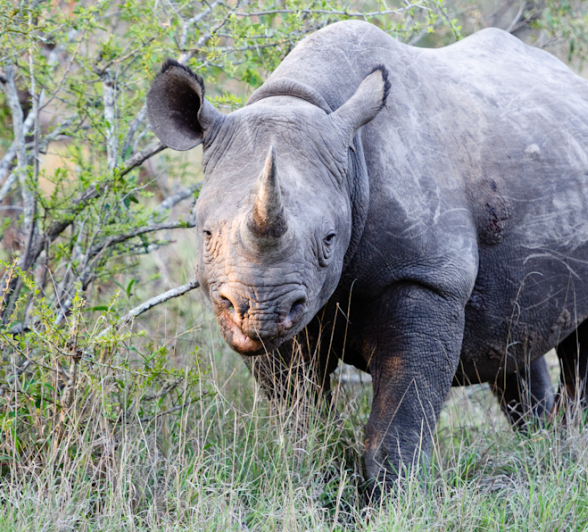 Sabi Sabi Photography 3 Sabi Sabi Photography 3