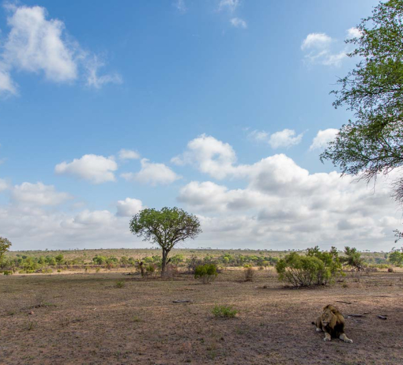 20Pravir Patel Lion02 211115 20Pravir Patel Lion02 211115