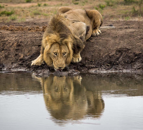 20Franscois Rosslee Cdrink