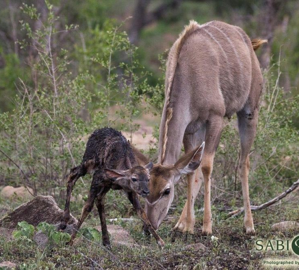 13Franscois Rosslee Kudu Final 13Franscois Rosslee Kudu Final