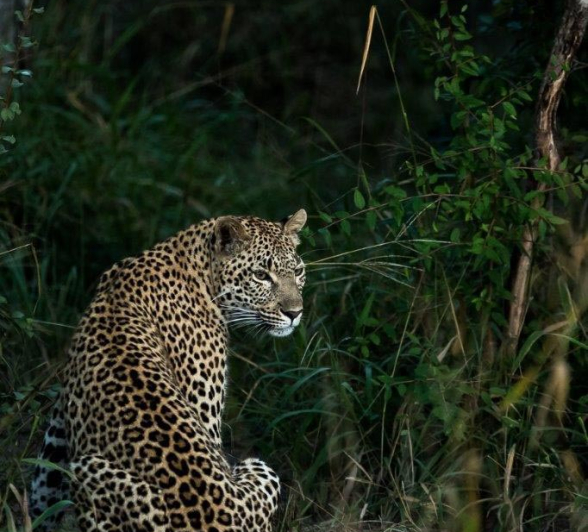 13Sheldon Hooper Kigelia 17 05 17 2 Final 13Sheldon Hooper Kigelia 17 05 17 2 Final