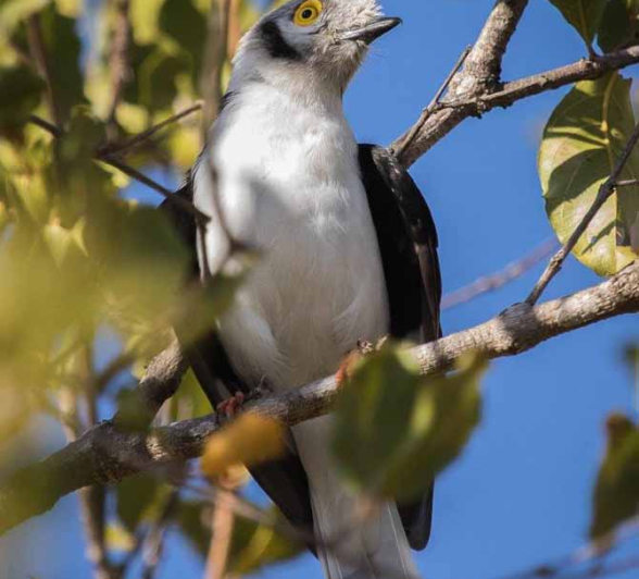 44Kevan Dobbie White Crested Helmet Shrike 180318 Final 44Kevan Dobbie White Crested Helmet Shrike 180318 Final