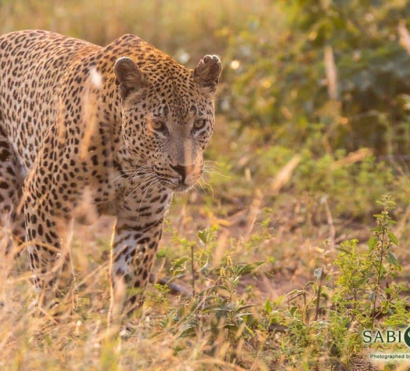 20Kevin Van Der Linde Maxabeni 15042019 Final