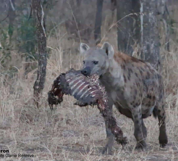 10Bianca Theron Hyena 28092019 Final 10Bianca Theron Hyena 28092019 Final