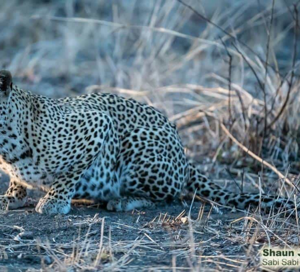 07Shaun Jenkinson Kigelia 02112019 Final 07Shaun Jenkinson Kigelia 02112019 Final