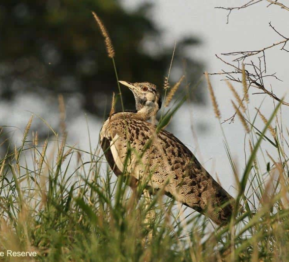 04Amy Roberts Black Bellied Bustard 090120 Final 04Amy Roberts Black Bellied Bustard 090120 Final