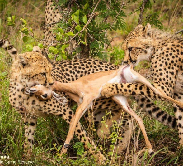 10andries Cheetah 221120 2 Final 10andries Cheetah 221120 2 Final