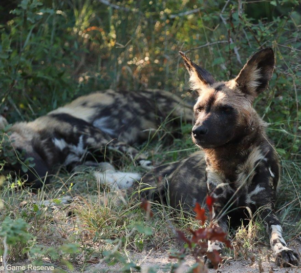 12Marco Vietti Wild Dogs 280321 Final 12Marco Vietti Wild Dogs 280321 Final