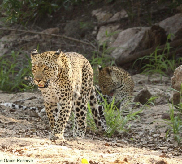 A26Erin Herbst Kigelia 121221 Final A26Erin Herbst Kigelia 121221 Final