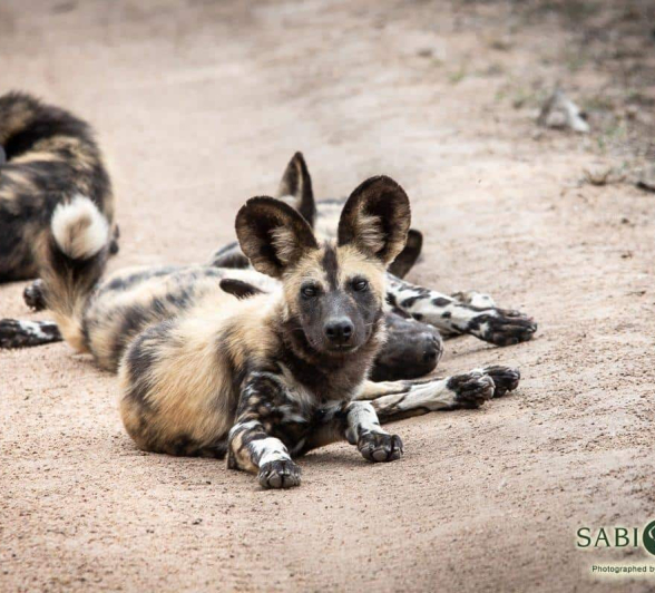 28Kerry Lee Roberg Wild Dogs 231118.3 Final