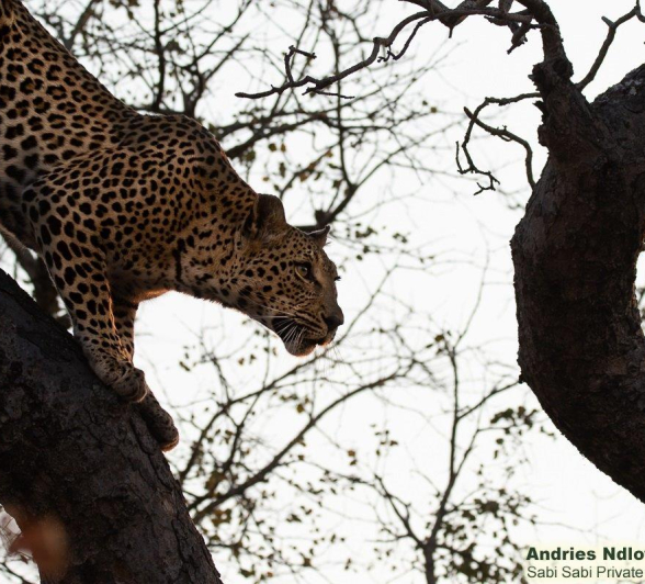 A04andries Leopard.nstumi Blog 2 Final A04andries Leopard.nstumi Blog 2 Final