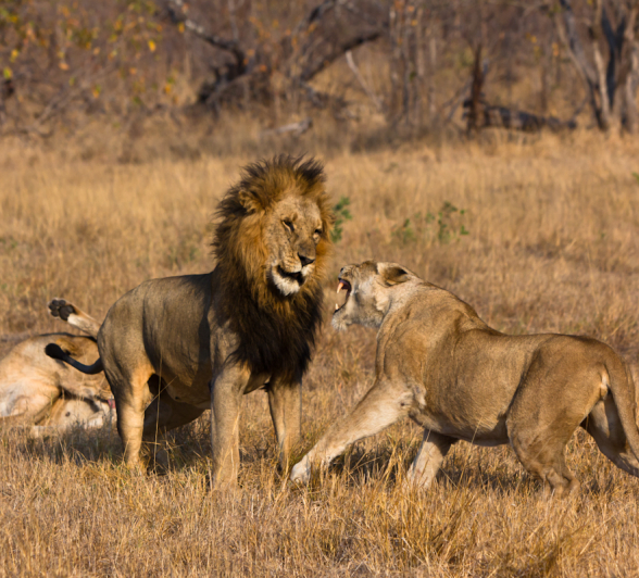 Lion Klap 4 Lion Klap 4
