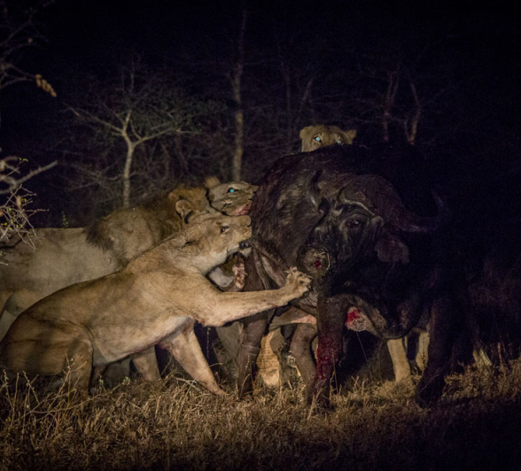 Lion Vs Buffalo 10 Lion Vs Buffalo 10