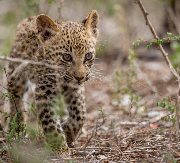 28Pravir Patel Leopard01 010116