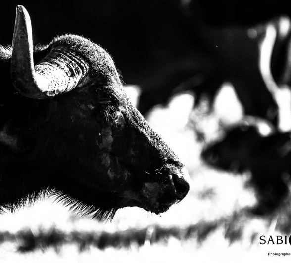 01Sheldon Hooper Buffalo 13 04 17 3 Final