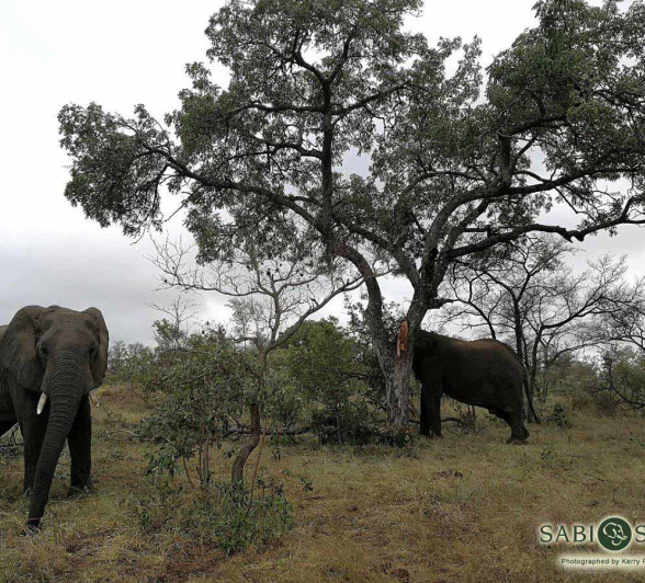 15Kerry Roberg Ele Marula Final