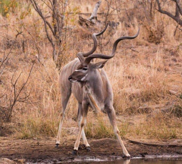 37Frederik Aucamp Kudu 3 Final 37Frederik Aucamp Kudu 3 Final