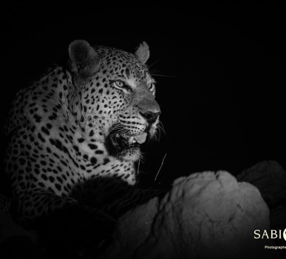 36 Kevan Dobbie Max 190818 2 Final