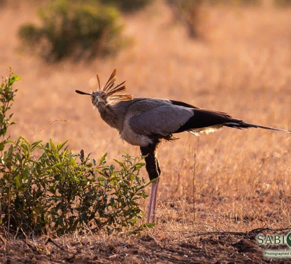 16Frederik Aucamp Secretary Bird 1 Final